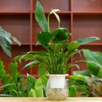 La planta fácil de conseguir que tenés que poner en tu habitación si querés dormir sin problemas
