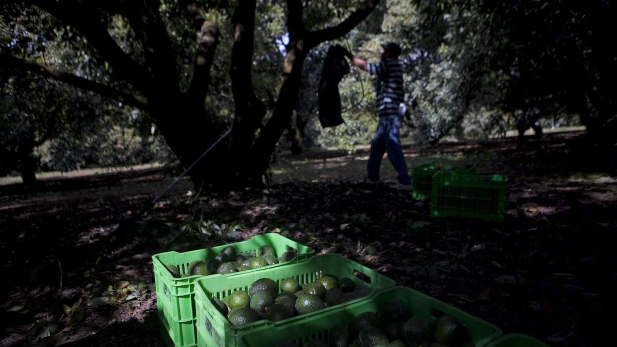 Un huerto de aguacate en Michoacán