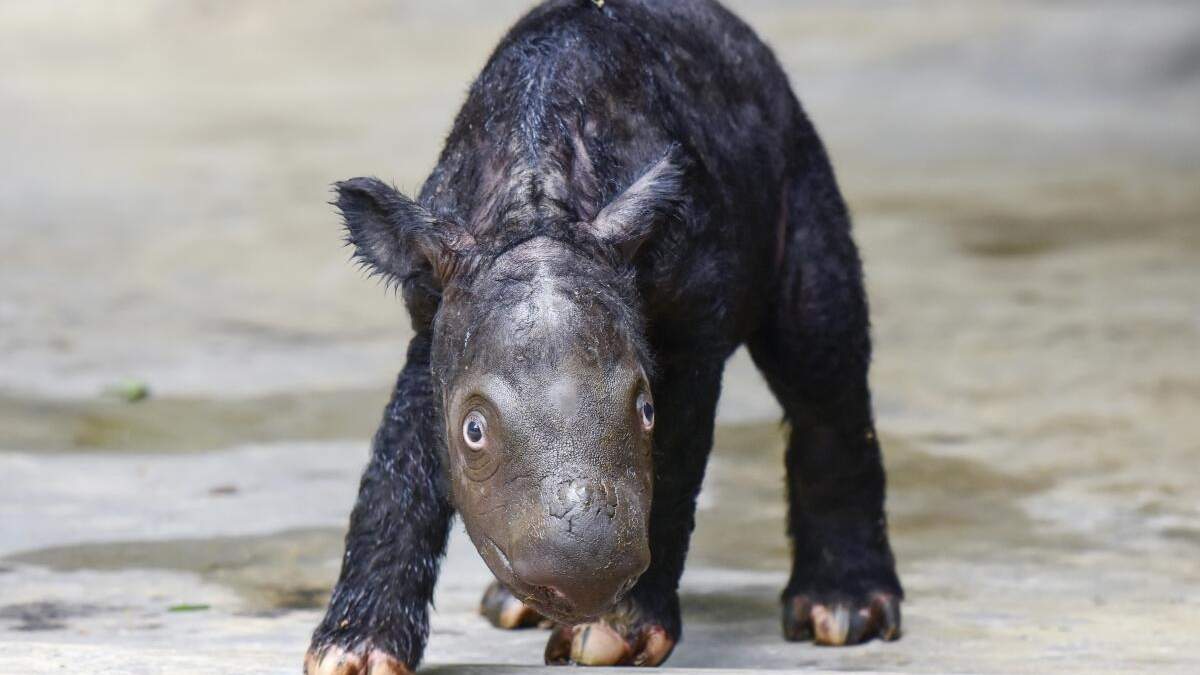 n cachorro de rinoceronte en el Parque Nacional Way Kambas en Indonesia. Foto facilitada por el Ministerio de Ambiente y Asuntos Forestales de Indonesia