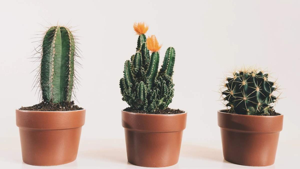 Cactus. Fuente: (Instagram)