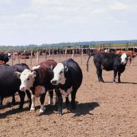 En un allanamiento por abigeato encontraron cinco vacas y las entregaron a su dueño
