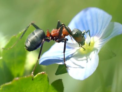 Manten tu jardín libre de hormigas con estas plantas repelentes