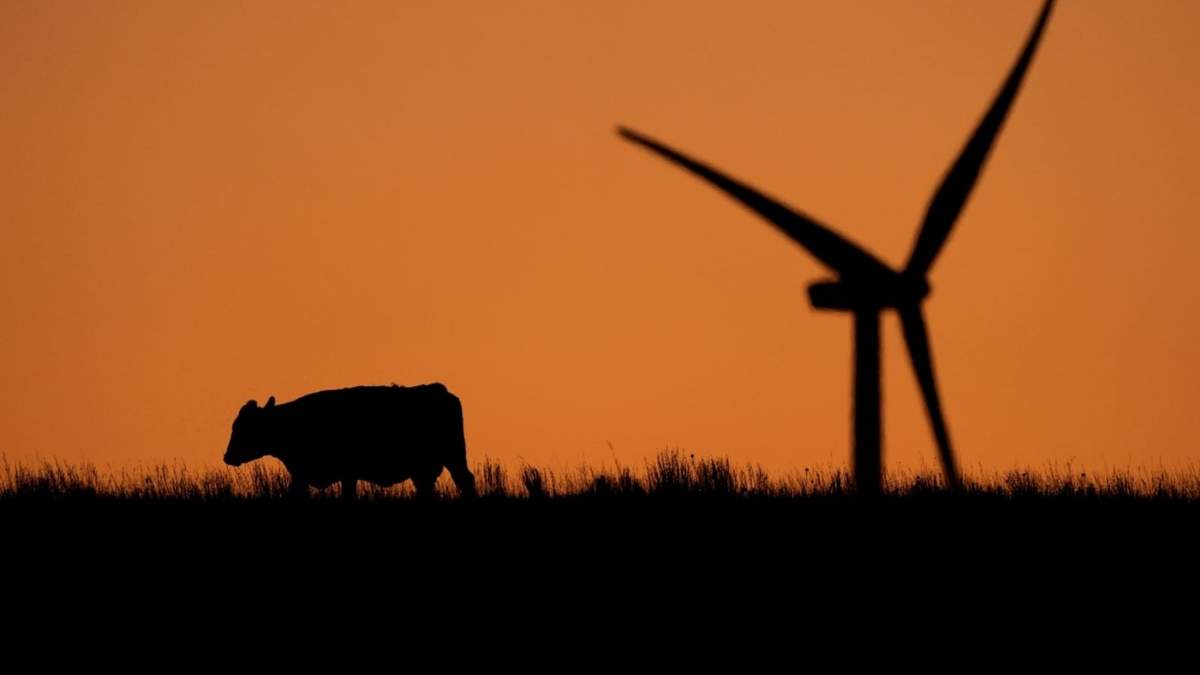 Una vaca descansa durante un atardecer en una zona donde una turbina eólica opera a la distancia, el lunes 30 de septiembre de 2024, cerca de Hays, Kansas