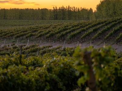 Un viaje al vino patagónico en Neuquén: bodegas, rutas y experiencias para descubrir