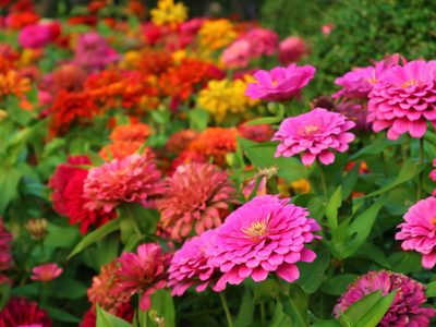 La planta perfecta para plantar en diciembre y que tu jardín se llene de flores y polinizadores