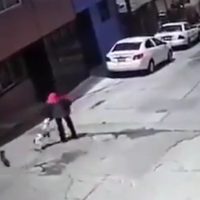 Perro pitbull ataca a una adulta mayor; dueños del animal se niegan a pagar gastos médicos (Video)