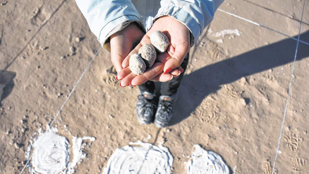 Huevos de aves prehistórica. Fuente: (Twitter)