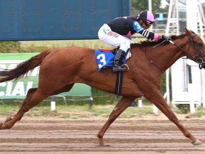 La Aduana evitó la exportación irregular de uno de los mejores caballos de carreras del país