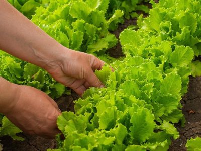 Ideas de plantas que son súper valiosas para tu huerta y podés sembrar en la temporada otoño-invierno
