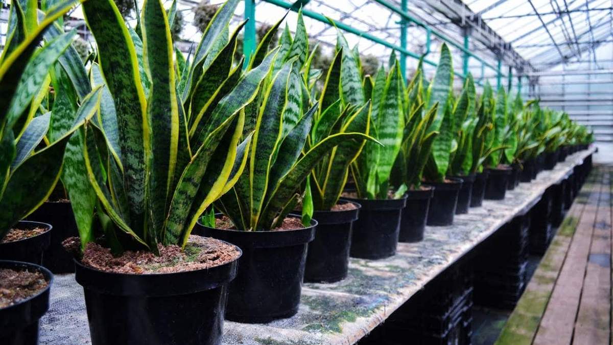 Sansevieria. Fuente: (Instagram)
