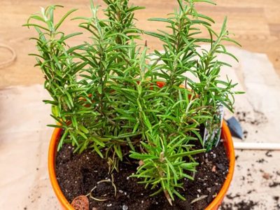 El secreto de los jardineros para que la planta de Romero crezca bien frondosa y su base no se ponga leñosa