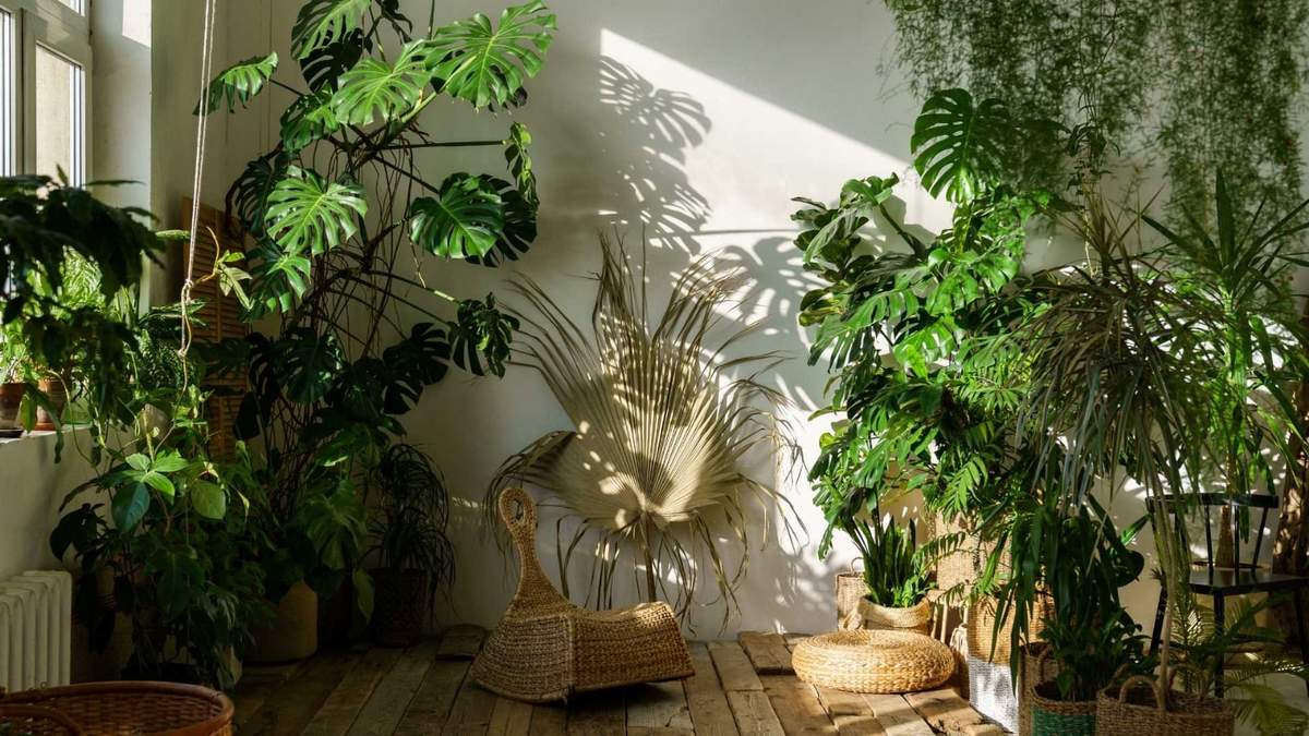 Plantas. Fuente: (Twitter)