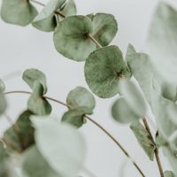 Plantas: no gastés en aromatizante, mirá estos trucos para perfumar tu ropa y hogar con eucalipto