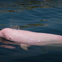 En Ecuador existe un santuario donde el delfín rosado del Amazonas puede vivir tranquilo