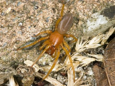 Cómo unas arañas de las islas Canarias demuestran la teoría de la evolución de Darwin