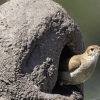 Cinco curiosidades sobre los pájaros que sorprenderán a más de uno