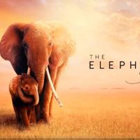 'The Elephant Queen”