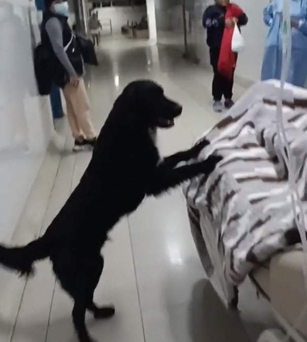 El perro Firulais. Lealtad a toda prueba