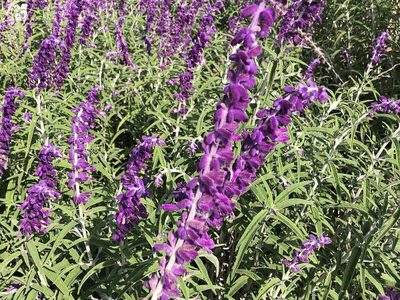 5 plantas que consumen poca agua y son perfectas para embellecer tu jardín sin esfuerzo