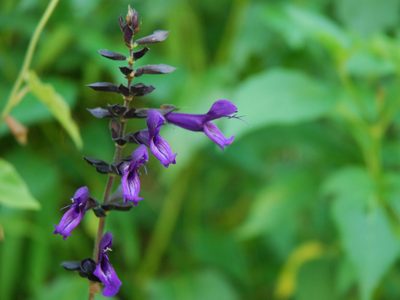 La planta que se banca el sol pleno o lugares de sombras y regala las flores más bonitas de la temporada