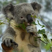 Tristeza: Australia tuvo que clasificar los koalas como especie en peligro