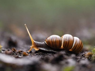 Conocé este truco viral y sin gastar un centavo para alejar a los caracoles de tu jardín o huerta