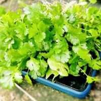 El truco viverista para reproducir tu planta de Cilantro en casa y disfrutar de su rico sabor en la cocina