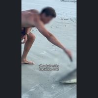 Dos sujetos acuchillan y sacrifican a un tiburón en playa de EU (Video)
