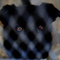Invitan a formar parte del Registro Provincial de Guardadores de Animales