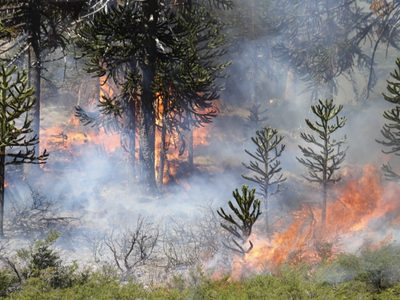 El Gobierno de Neuquén señaló que los incendios de Aluminé arrasaron con casi 8 mil hectáreas