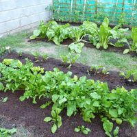 Armá tu propia huerta: las plantas que tenés que sembrar en agosto si querés disfrutar de una buena cosecha