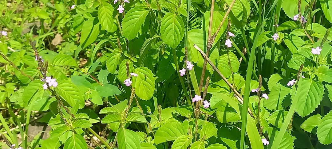 Florecitas