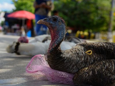 El consumo de pavo crece en México por esta razón