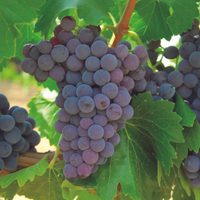 No tires las semillas de las uvas: conocé el increíble poder que tienen para tu salud y para conservar la juventud