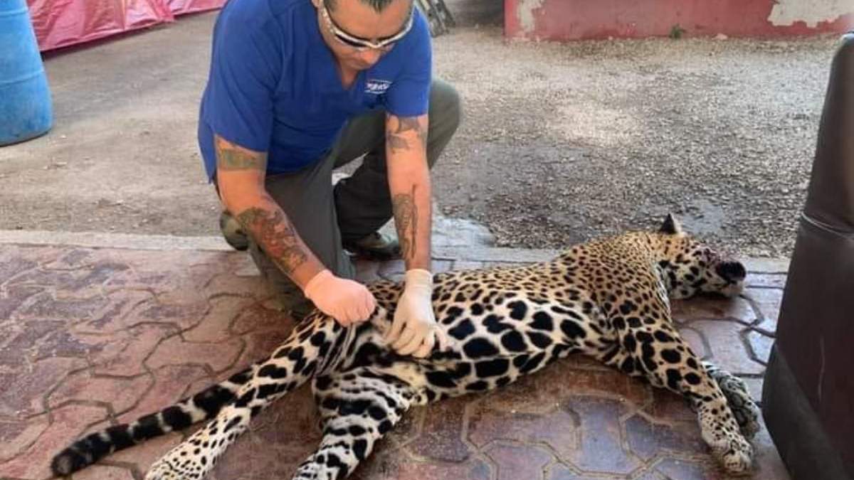 Atención a hembra jaguar atropellada