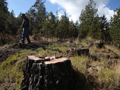 Semarnat detecta 122 zonas críticas forestales, debido a la tala clandestina