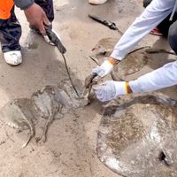 Caso de rayas mutiladas en Sonora: FGR abre carpeta y hallan ejemplares muertos en la playa