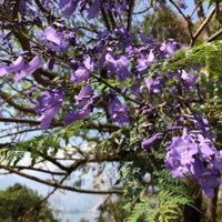 El truco súper fácil para reproducir el árbol de Jacarandá con éxito en el primer intento