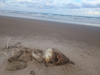 Confirman brote de influenza aviar H5 en Playa Bagdad, Matamoros; suman 400 aves muertas