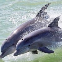 Denuncian muerte de delfines en hotel de la Riviera Maya por presunto maltrato