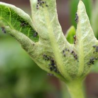 Sin químicos: mirá cómo eliminar a las plagas de tus plantas usando 2 productos que seguro tenés en casa