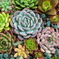 El secreto de los jardineros para que tus suculentas se llenen de flores y crezcan mucho más rápido