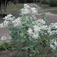 La hermosa planta que muchos tienen, pero que podría arruinar tu jardín