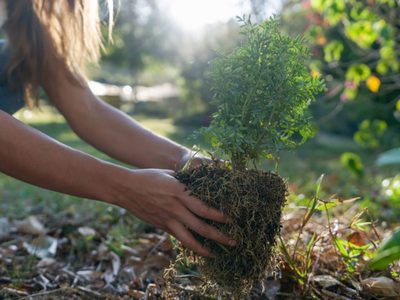 El secreto para plantar árboles frutales en poco tiempo que muchos jardineros no comparten