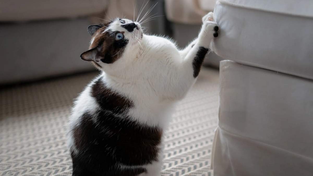 Gatos