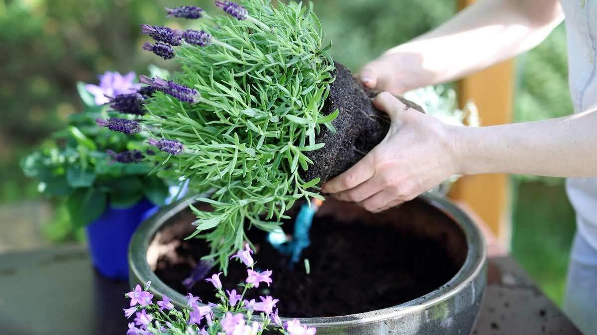 Lavanda. Fuente: (X)