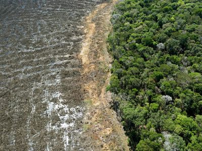 Millones en Brasil estarán en peligro por el calor extremo debido a la deforestación de la Amazonia