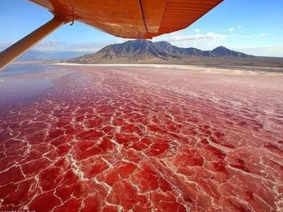 Este lago "convierte" las aves en piedra