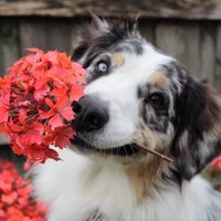 Trucos que tenés que conocer para evitar que tus perros se acerquen a tus plantas