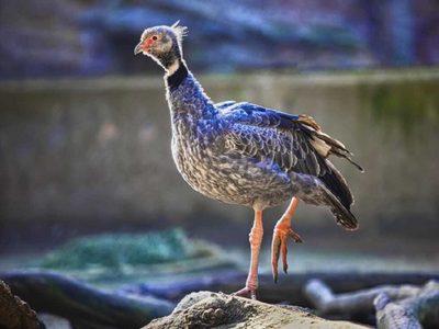 Curiosidades del Chajá, el ave pariente del cisne que llama la atención por el particular sonido que emite